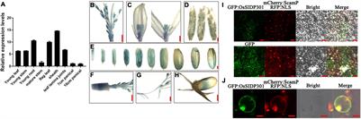 OsSIDP301, a Member of the DUF1644 Family, Negatively Regulates Salt Stress and Grain Size in Rice